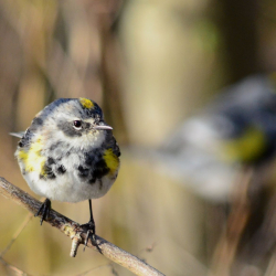 4-22-2013 Yellow-rump Warbler (Small)(1)