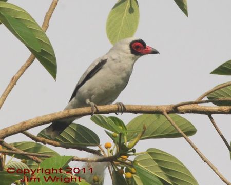 Jim Wright masked titya copyright