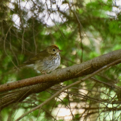Ovenbird  cf 5 11 18DSC_0607_crop