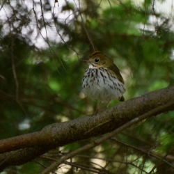 Ovenbird  cf 51118DSC_0604_crop e A(1)