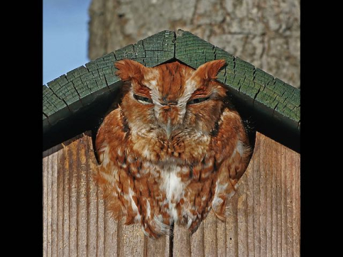 1  close-up Red-phase in nest box
