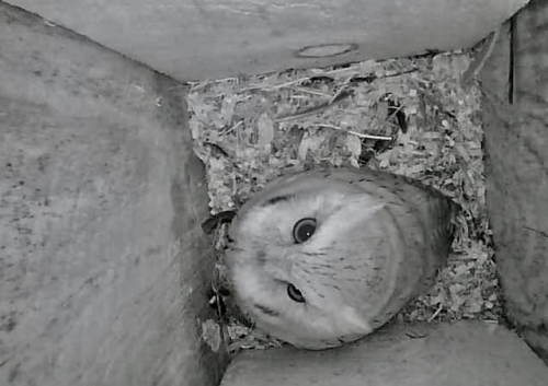 4.SW Owl in box