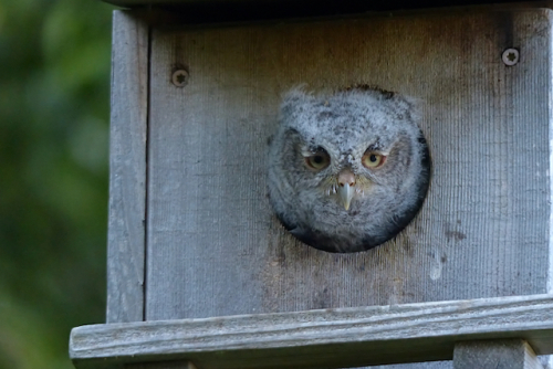 6 . SW owlet in opening PM pole