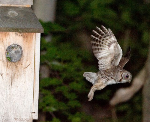 8. Owl feeding part 4 IX9I0413a copy (1)