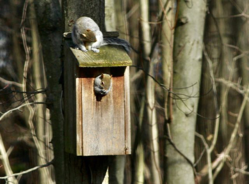 9. JW Squirrels in Owl box_MG_9427 (2)
