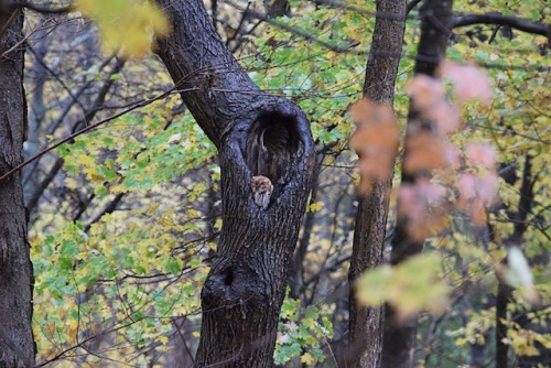 3. owl in the wild