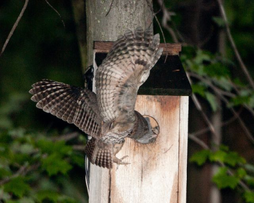  Owl feeding part 3 IX9I1637