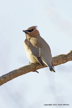 Cedar Waxwing(Bombycilla cedrorum) on a branch @ the Allendale Celery Farm-1