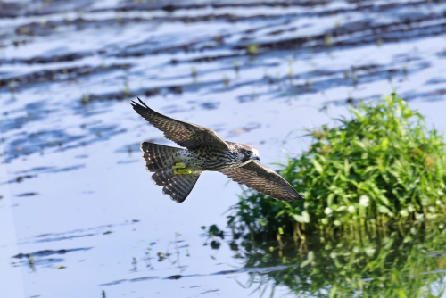 5C4A8851PerigrineFalconJuvie2