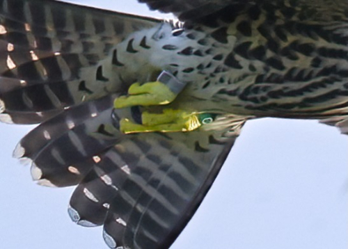 5C4A8851PerigrineFalconJuvie2 (2)