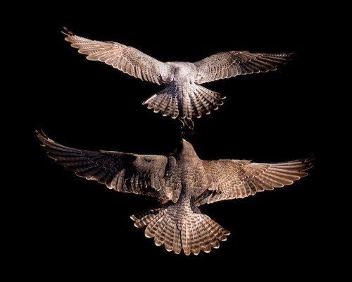 Greenstone Peregrines (3)