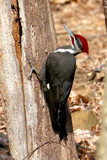 PileatedApril 4 2019 GM 320(3) (2)