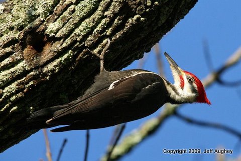 18642_1184786501296_1277278261_30505095_3060749_n