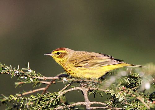 Kw pinewarbler