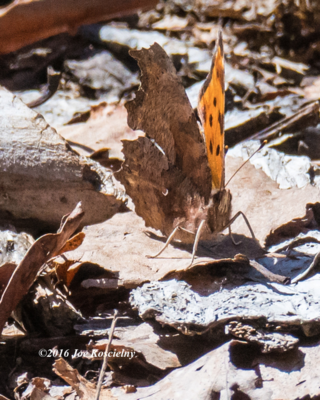 1-Hi Mtn Res 4-16-16- Question Mark Buttterfly-8