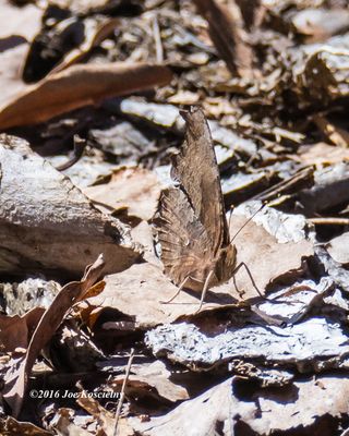 1-Hi Mtn Res 4-16-16-Question Mark Butterfly-9