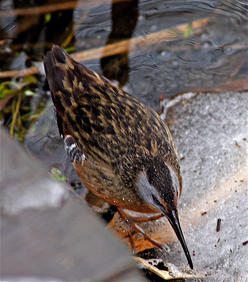 Virginia Rail