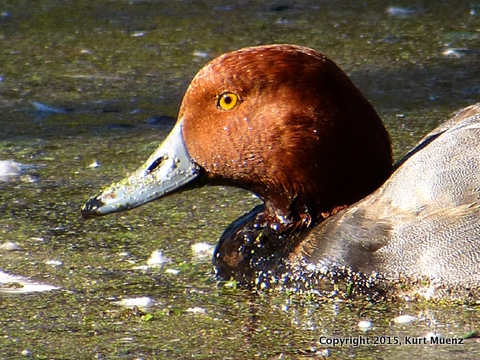 Redhead-CeleryFarm-11-17-15