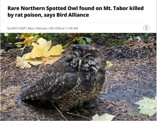 Screenshot 2024-02-13 at 9.16.09 AM