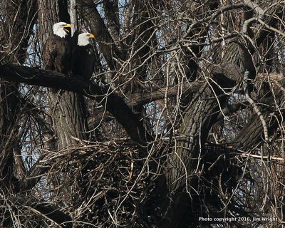 Page 36 wright eagle nest-002