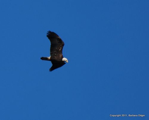 Eagle, Bald CF cropped 112411DSC_1048