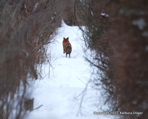 Fox, Red CF traveling down the path 12212DSC_1126