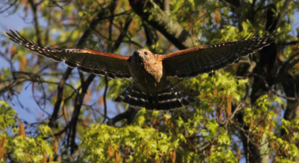 JWright Red-shouldered Hawk adult can be croppedIMG_0059