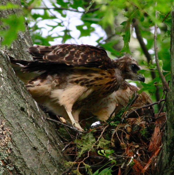 JWright Young Red-shouldered Hawk_MG_0859 (1)