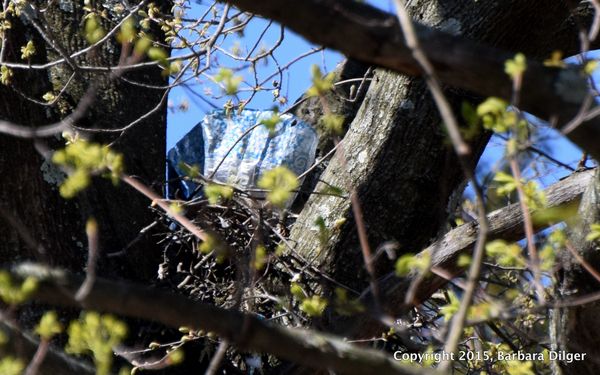 RS HAWK NEST W BALLON 41615DSC_0717_crop