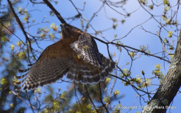 HAWK, RS LAURA 42715 BY NESTDSC_0737_crop