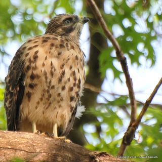 HAWK, RS YOUNG 6511DSC_0175_crop