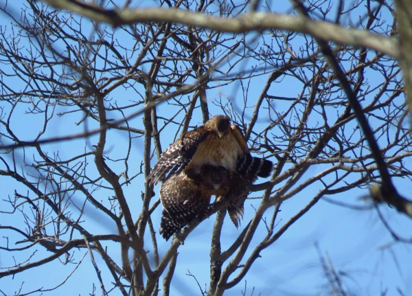 Screen Shot 2019-03-16 at 12.31.49 PM