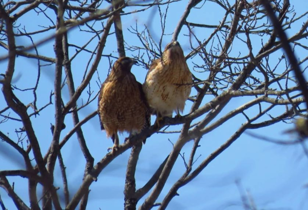 Screen Shot 2019-03-16 at 12.31.26 PM