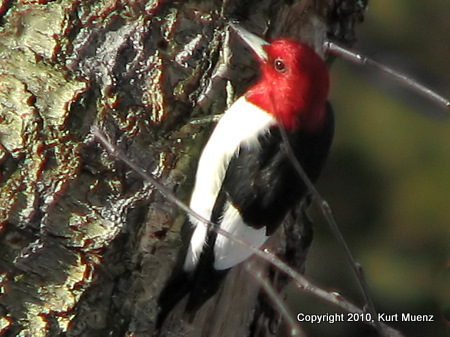 Red-HeadedWoodpecker-Oradell-1-10-a-e