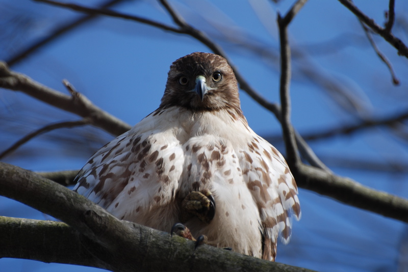 Hawk redtail 0472 looking at me cf1409
