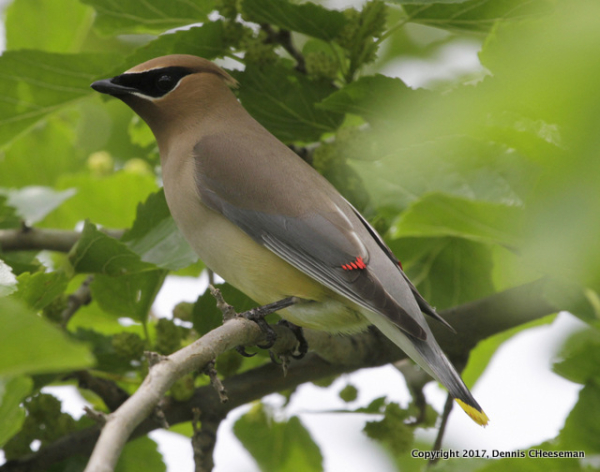Cheeseman cedar waxwing-001