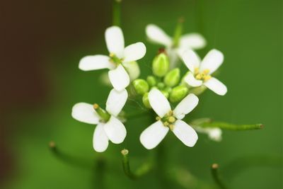 Garlic mustard close