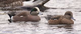 Cel Frm - 12-3 American Wigeons-1