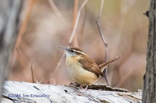 Cel Frm - 12-3-Carolina Wren 3