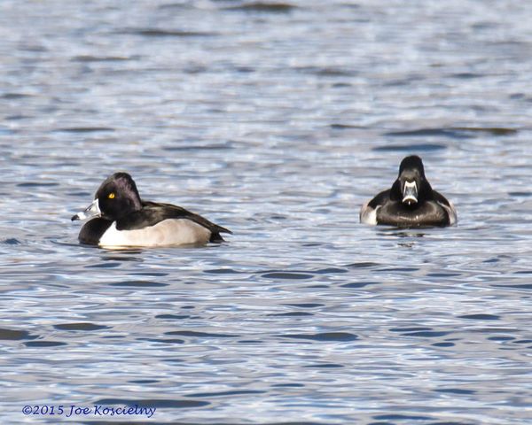 Cel Frm - 12-3-Ring-necked ducks 2