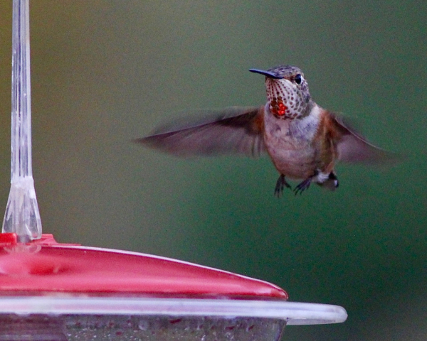JWright rufous hummingbird  110419 07401 IMG_2381 (5)