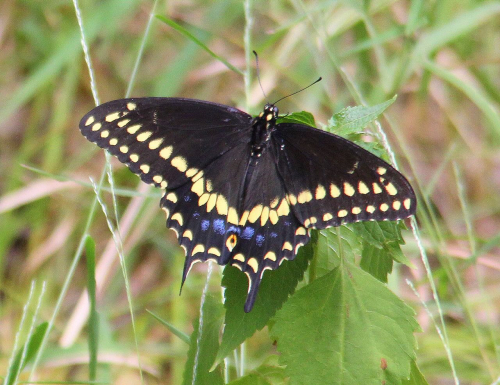 High Mountain Black Swallowtail