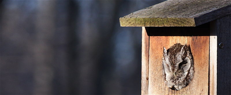 Screech owl asleep