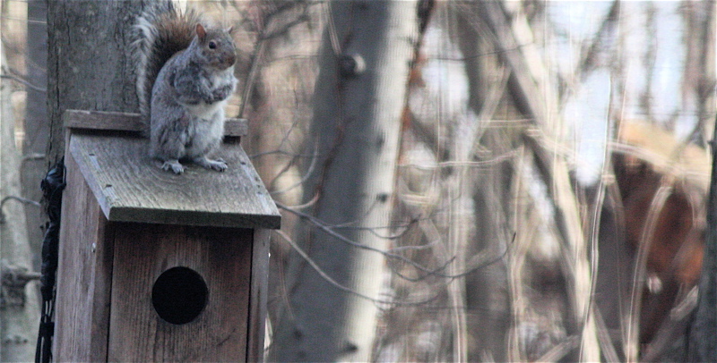 Squirrel on owl box