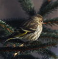 Pine siskin1