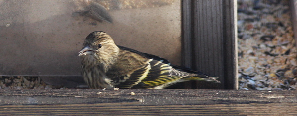 Pine siskin2