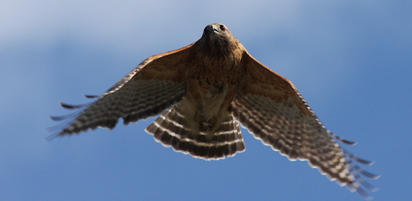 Red-shouldered hawk 01