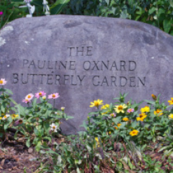 637A2111ButterflyGardenRock