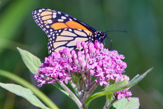 637A1484MonarchButterfly