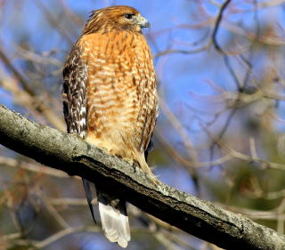 Red-shoulder IMG_9578 (2)